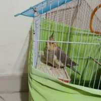 عروس هلندی