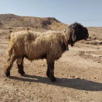 نرمیش رگ دار