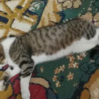 گربه ی گمشده