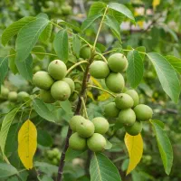 نـهـال گــردو اصلاح‌شده سود پایدار برای سال‌ها