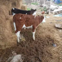 فزوش گوساله اصیل