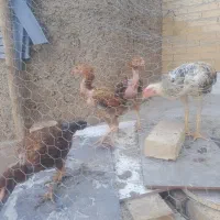 فروش جوجه لاری
