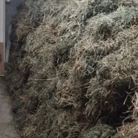 ۱۰۰ کیلو یونجه|خوردنی و آشامیدنی|بجنورد, |دیوار