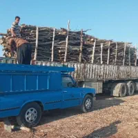 قطع درخت برش درخت هرس خریدار چوب خریدار درخت
