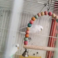 مرغ عشق رنگین کمانی|پرنده|مشهد, امیریه|دیوار