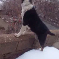 توله سگ|سگ|فیروزه, |دیوار