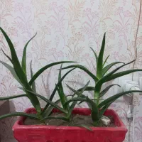 به دلیل جابجایی قصد فروش دارم