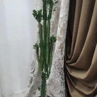 کاکتوس افوربیا