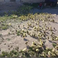 جوجه قاز 17روزه 8عدد قیمت 350هزار