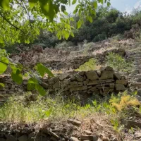 زمین آهار