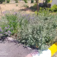 علف ویونجه