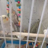 پرنده|پرنده|ماهدشت, |دیوار