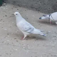 دو عدد ماده قیچی