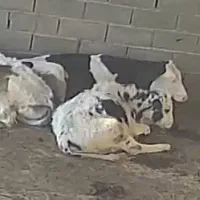 فروش گوساله لاغر همه وزن ها