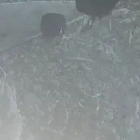 مرغ جوجه خروس|حیوانات مزرعه|کردیان, |دیوار