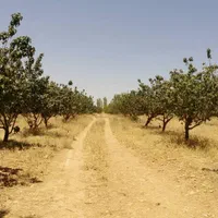 فروش باغ ثمری۱۰۰۰ متری در منطقه ییلاقی قرچمن|فروش زمین و ملک کلنگی|شیراز, اصلاح‌نژاد|دیوار
