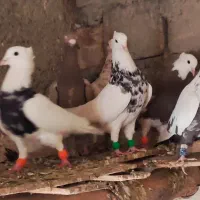 طوقی|پرنده|کنگاور, |دیوار