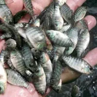 فروش ویژه بچه‌ماهی تیلاپیا|ماهی|فردوس (خراسان), |دیوار