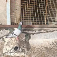 نر و ماده سوز