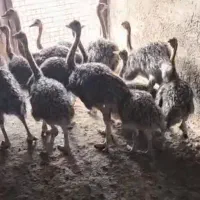 فروش جوجه شترمرغ ۲ماهه