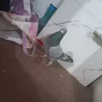 فروشی|پرنده|شیروان (خراسان), |دیوار