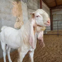 بز نر بز پاکستانی گلابی سانن میش بره قوچ|حیوانات مزرعه|تهران, مشیریه|دیوار