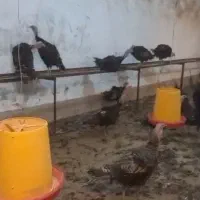 بوقلمون بالغ