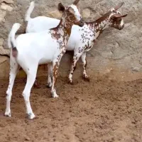 صلاله خوشگل|حیوانات مزرعه|بندر ماهشهر, |دیوار