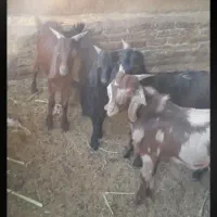 ۱۳ عدد بزغاله نر پا پروار به فروش می‌رسد