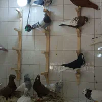 کفتر|پرنده|شیراز, لب آب|دیوار