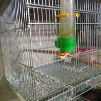 سهر رسمی|پرنده|شهرضا, |دیوار