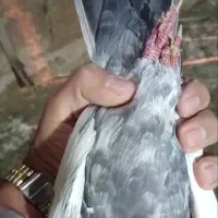 سه تا دمبی|پرنده|جهرم, |دیوار