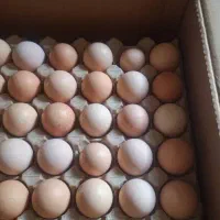 تخم مرغ عمده|عمده‌فروشی|تهران, هلال احمر|دیوار