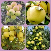 جشنواره پاییزی فروش درخت و نهال بزرگ