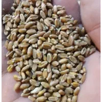 گندم ال جی 5