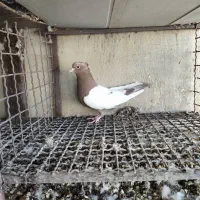 سینه ای پاک