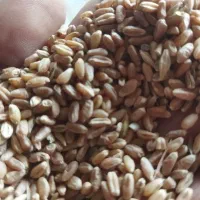 گندم جو کاه یونجه