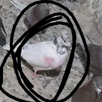 کفتر باخت رفته