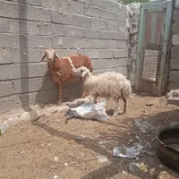 بره نر وماده|حیوانات مزرعه|بندرعباس, |دیوار