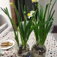فروش پیاز گل نرگس و گلدان و گیاه نرگس