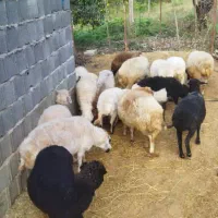 میش آبستن جوان