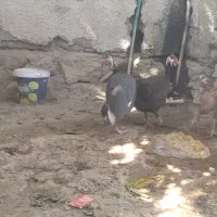 2 تا مرغ شاخدار|حیوانات مزرعه|لامرد, |دیوار