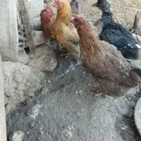 سه عدد مرغ معاوضه با خروس