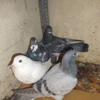 کبوتر|پرنده|تبریز, |دیوار