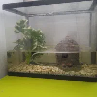 اکواریوم شرکتی مرتب وتمیز