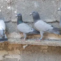 فروش سبز بی خط