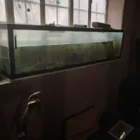 آکواریوم|ماهی|مشهد, ادیب نیشابوری (شهرک غرب)|دیوار