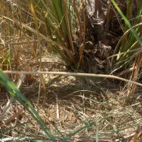 نهال برحی بزرگ ومتوسط|گل و گیاه طبیعی|آبادان, |دیوار