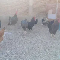 فروش ۴ عدد خروس چاق سرحال ۵ عدد مرغ تخم گذار|حیوانات مزرعه|لیلان, |دیوار