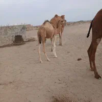 چند نفر شتر|حیوانات مزرعه|لاشار, |دیوار